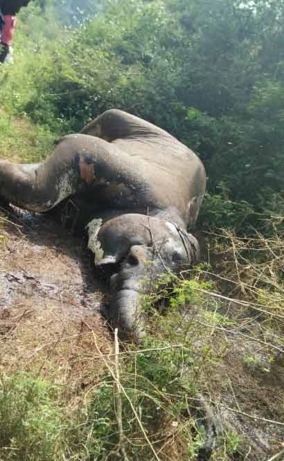 Two persons arrest for elephant Ivory smugling