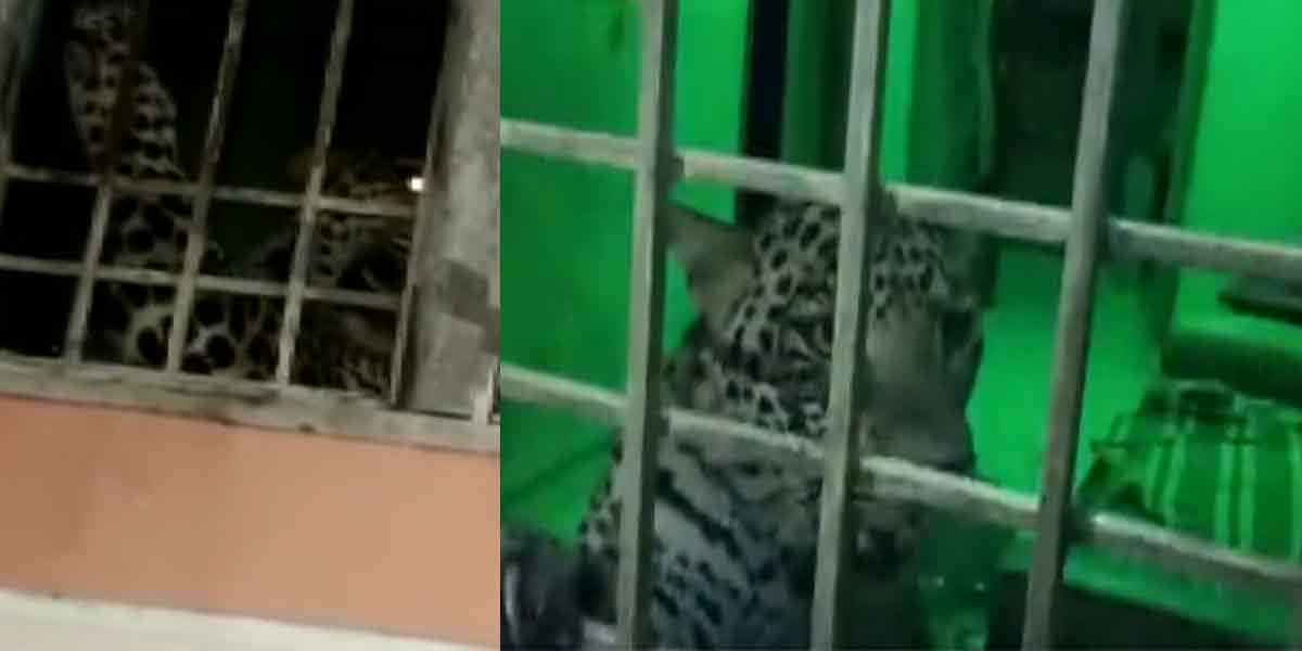 The leopard that attacked the house at midnight ... excitement in Vellore!