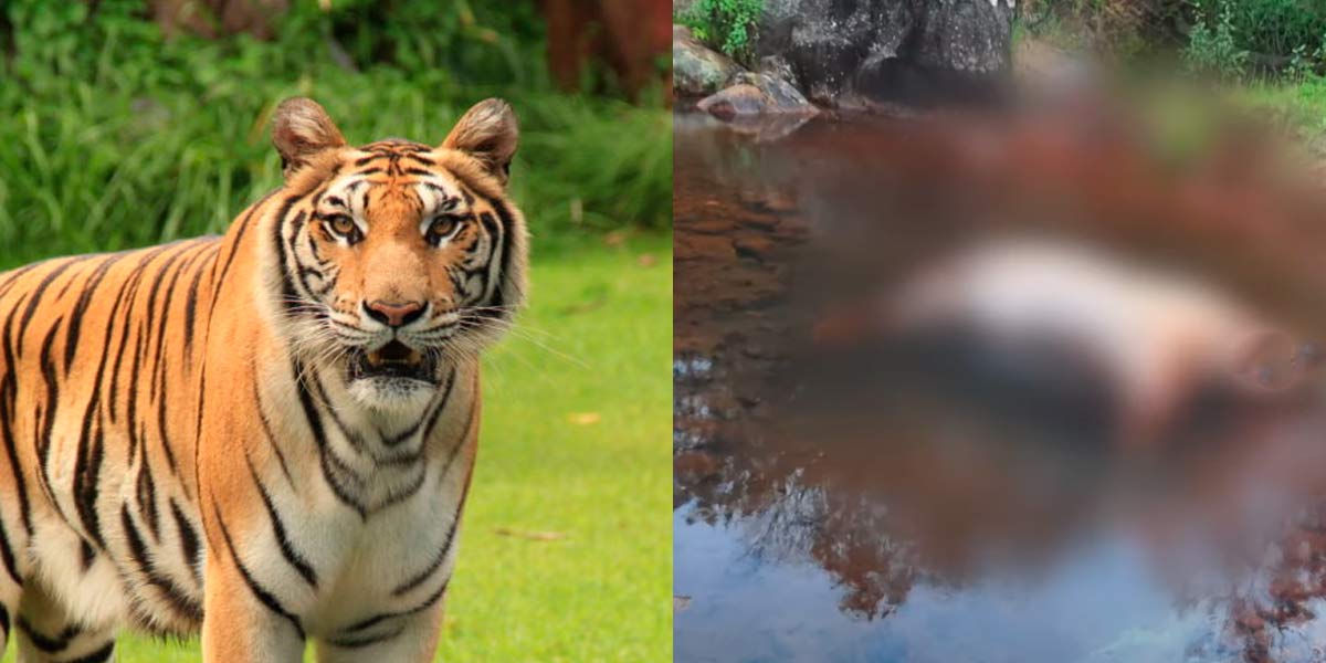 Two tigers; Forest Department investigation