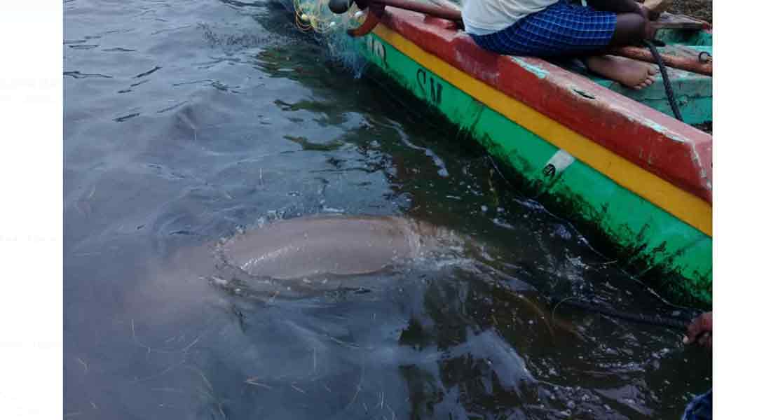 Four fishermen arrested in pudukottai