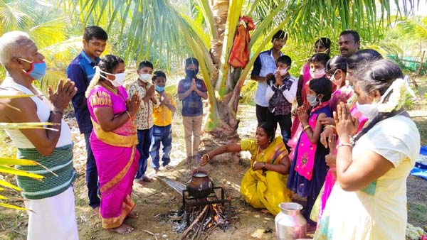 coconut tree Ponnamaravathi Pudukkottai