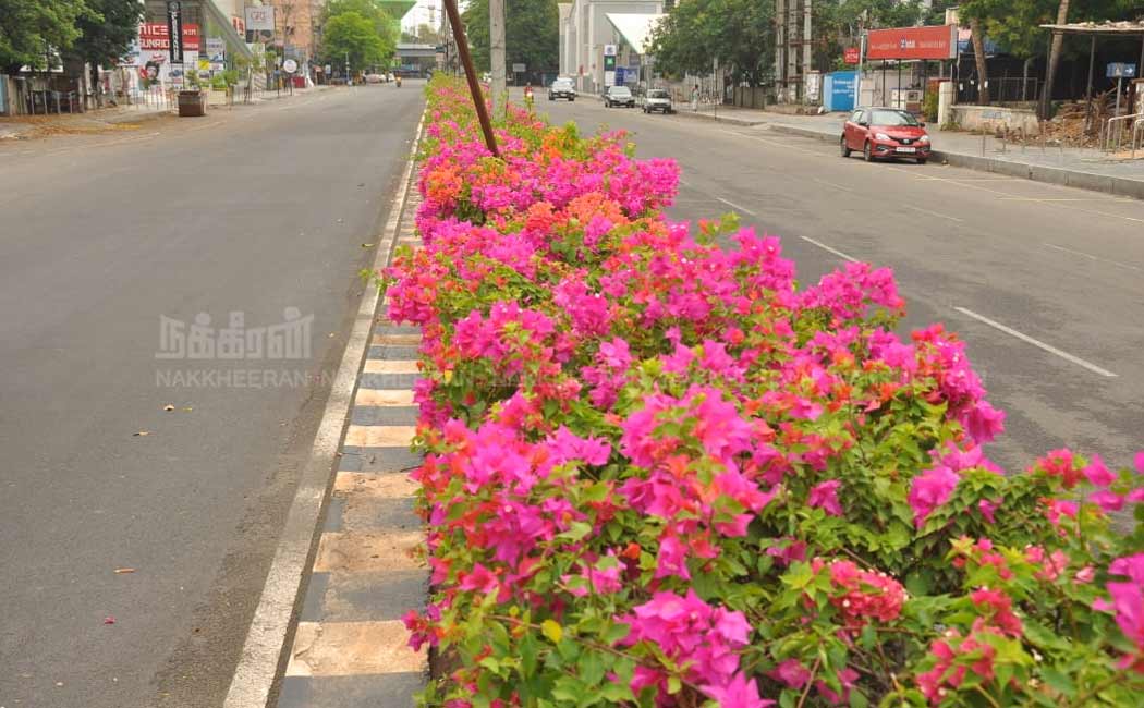Flowers of Madras Road