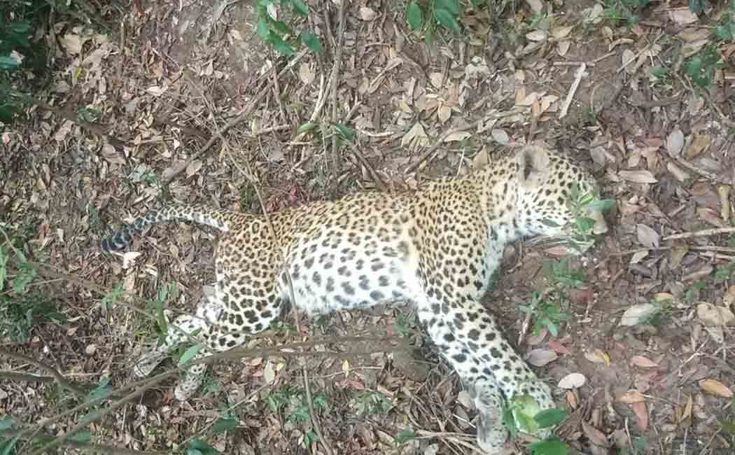 cheetah