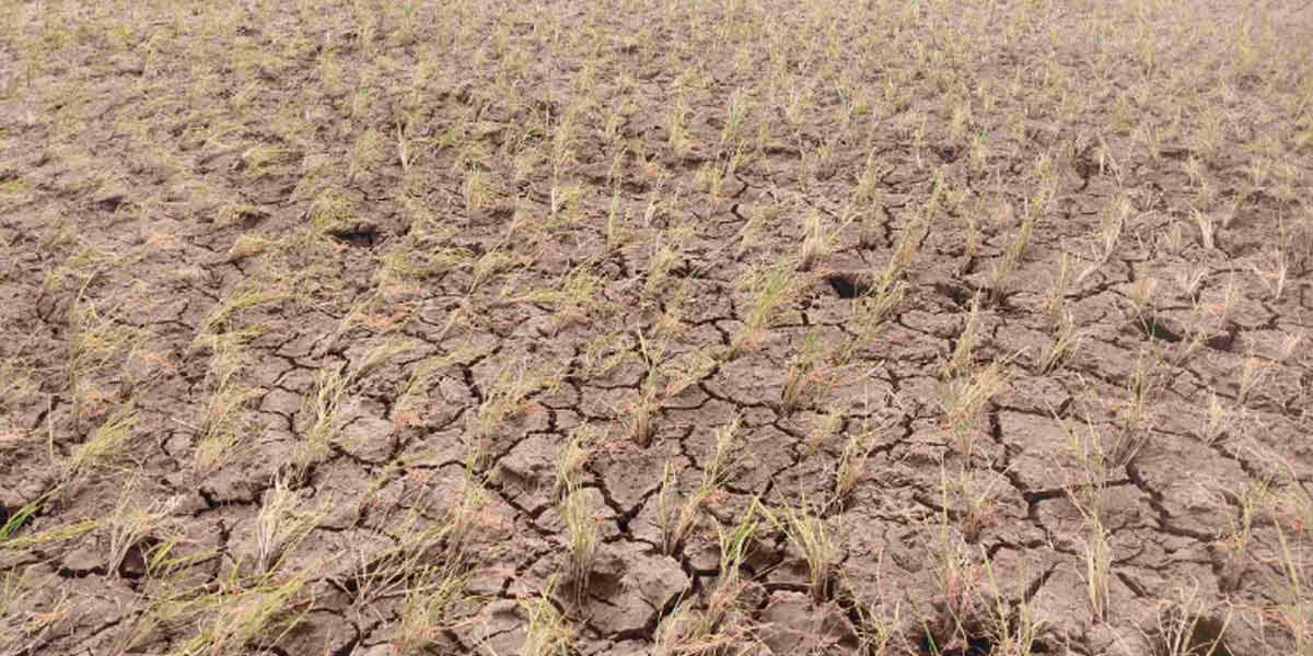 Burned paddy crop... Farmer lose their live in shock