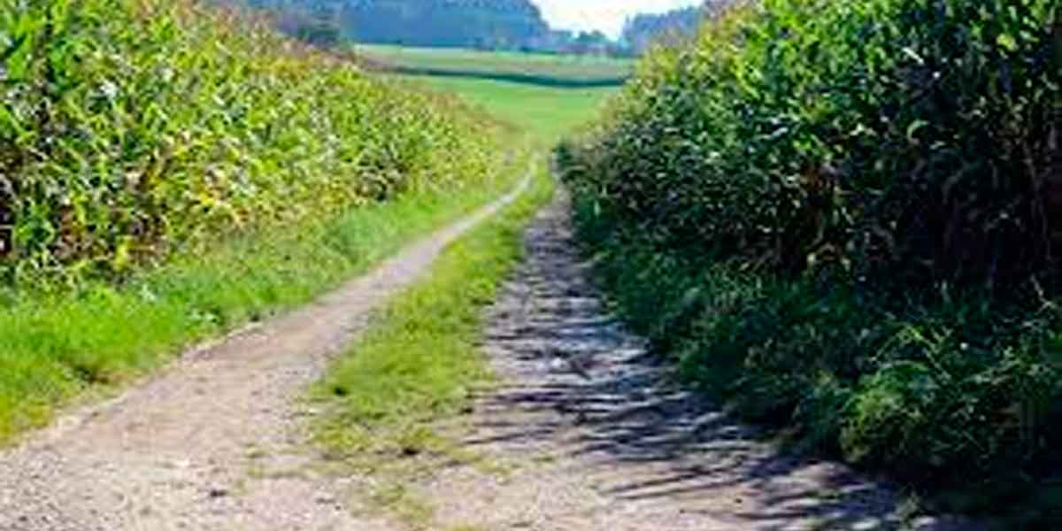 A country gun hidden in a cornfield; Police net for 2 people