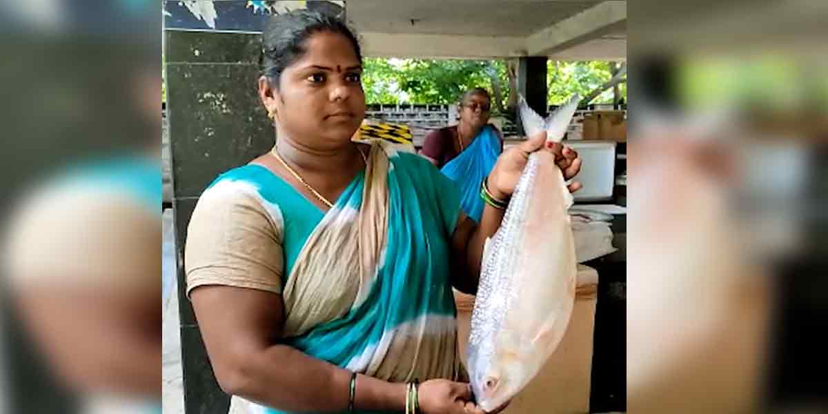 Two kilos of 'Pulasa fish' auctioned for 23 thousand rupees