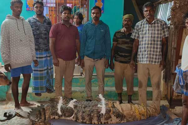 Giant crocodile enters home garden