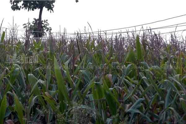 thenkasi high voltage transmission line accident