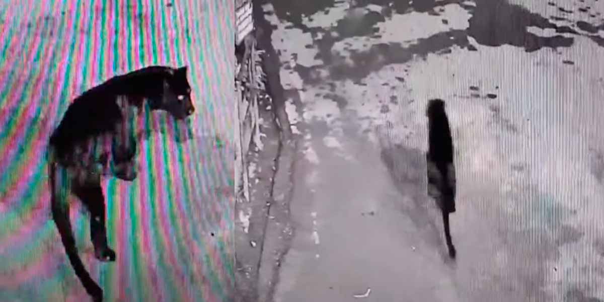 A black panther entered the park; Exciting CCTV footage
