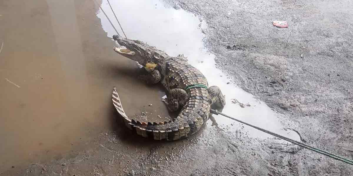 Two admitted to hospital after being bitten by a crocodile near Chidambaram