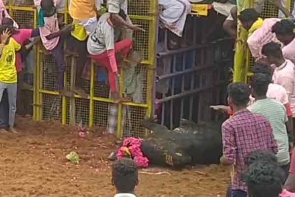 Ex. Minister Vijayabaskar's bull passes away