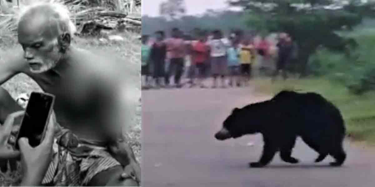 bear