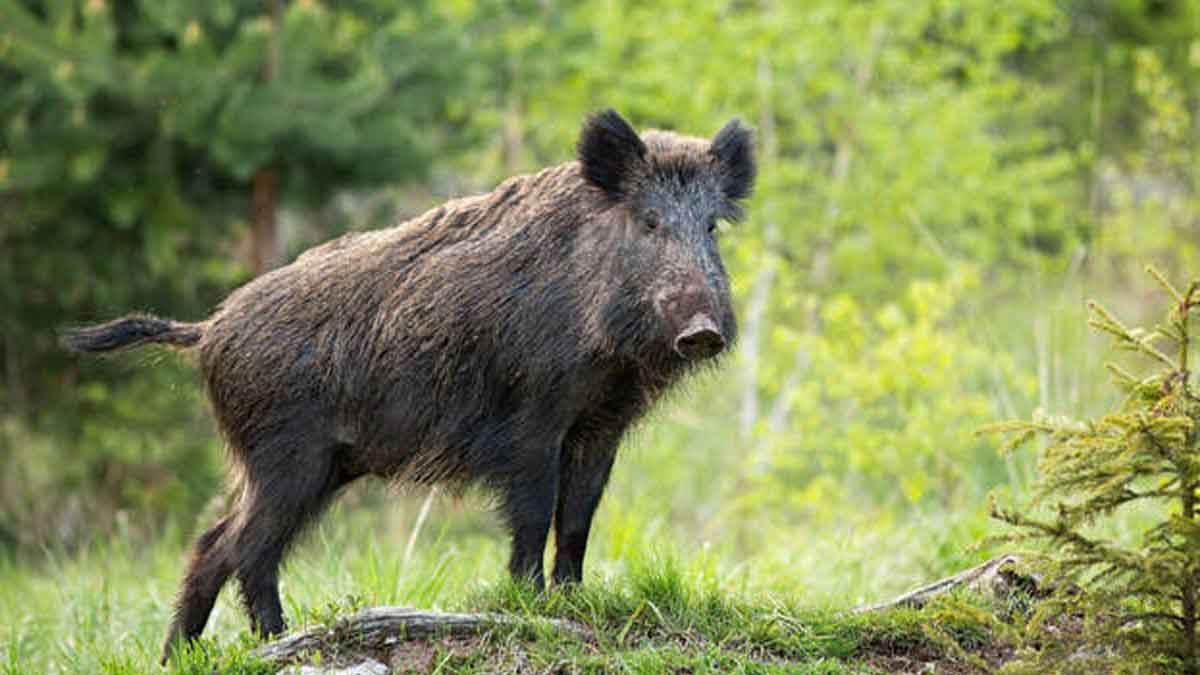 'An Acre of Cabbage Ruined' - Farmer Distraught by Wild Boar
