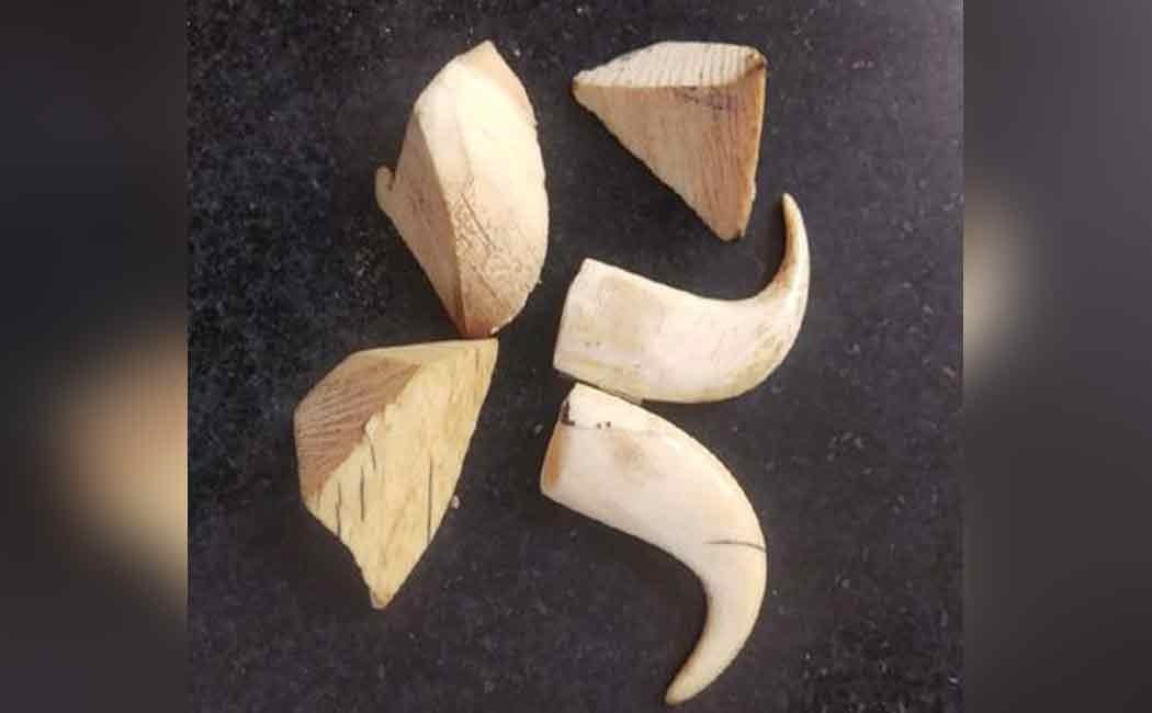 Two arrested for selling tiger claw and elephant ivory
