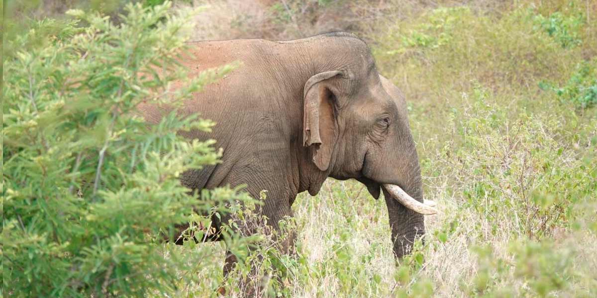 Captivation of a Katayan elephant by anesthetic injection