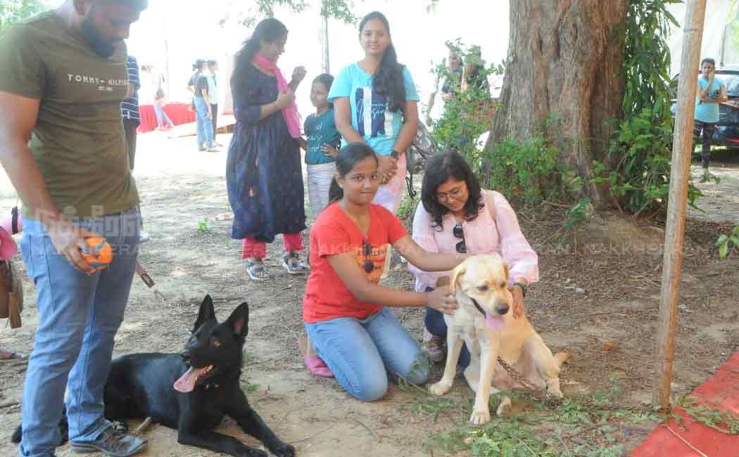 pet and dog show in chennai nandanam ymca ground
