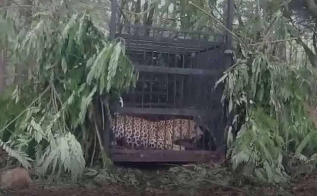 Another leopard caught in Tirupati