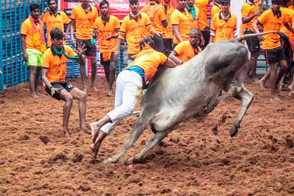 Avaniyapuram Jallikattu; 48 people were injured