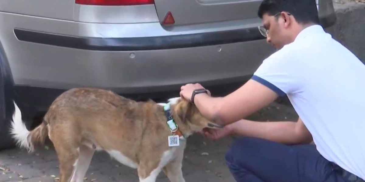 QR Code to Track Stray Dogs; Kudos to the Engineer