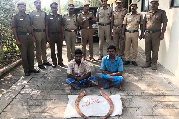 elephant tusks seized