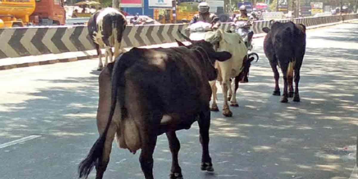 Penalties for owners of roaming cattle on roads ..!