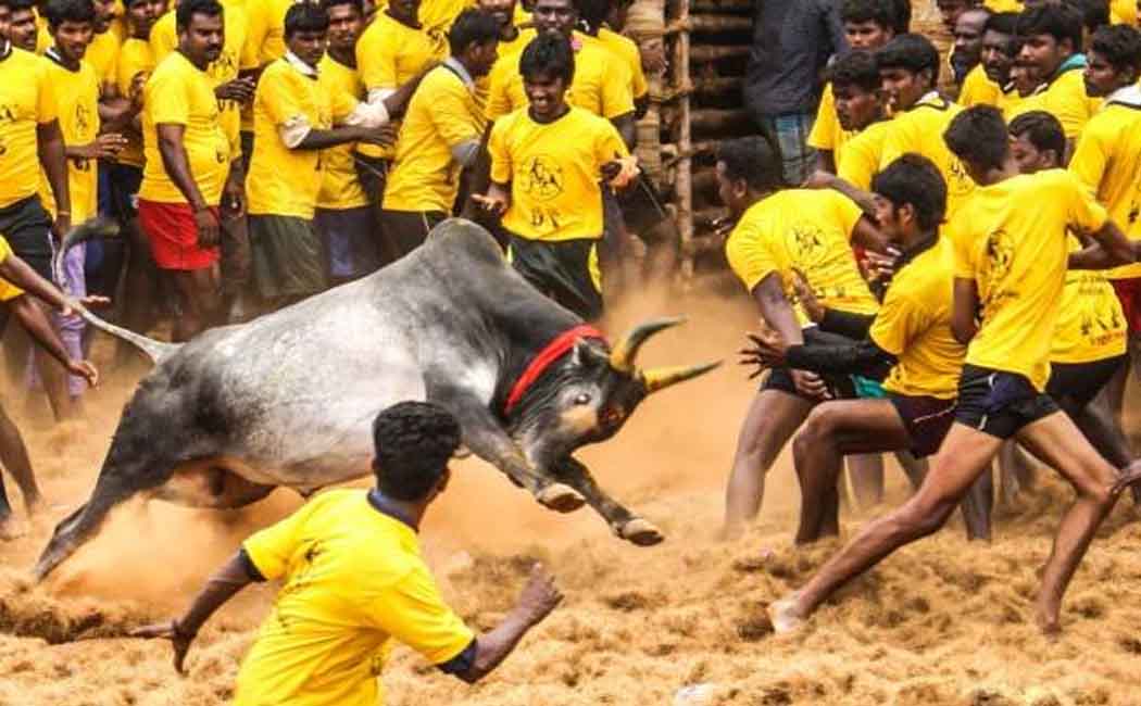 Jallikattu competition in full swing in Avanyapuram!