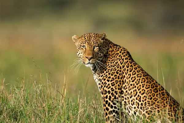The mysterious death of a leopard