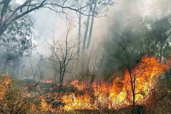 Spread the fire! Destroyed acres of forest!
