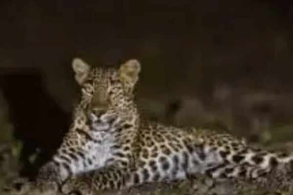 Public fears over leopard movement near Vellore Gudiyatham