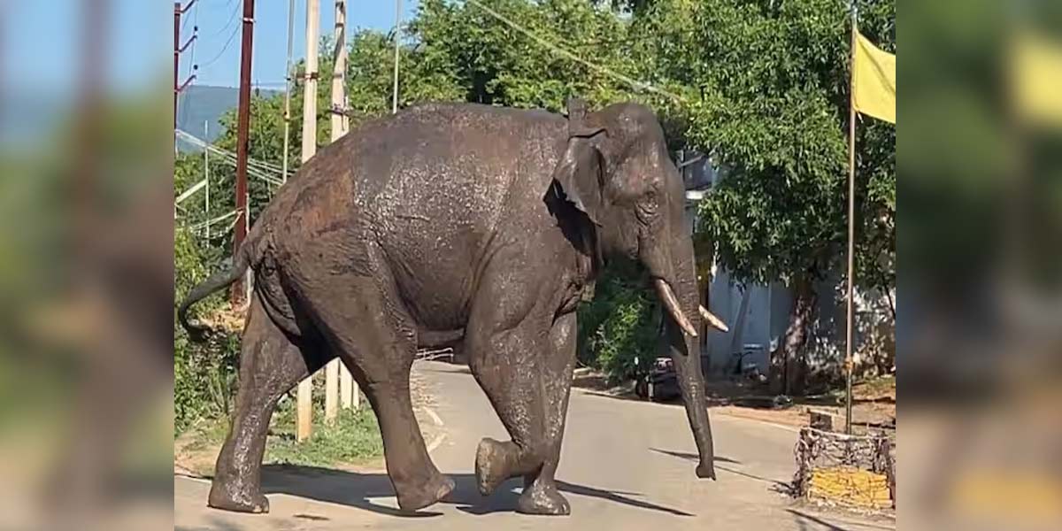 Rs 5 lakh compensation for Balraj family who Lost their live after being attacked by an elephant in Arikkomban