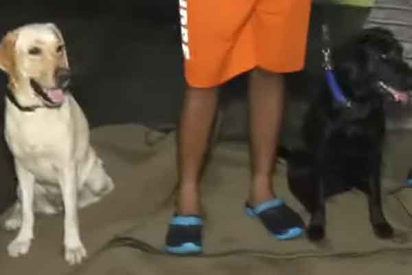 Houses buried in the ground; Sniffer dogs to the rescue