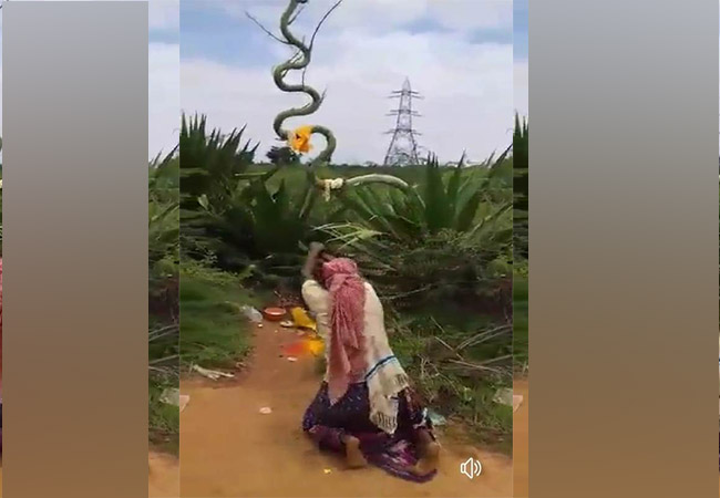 SIVAGANGAI DISTRICT SNAKE SHAPE Cactus WOMEN SNAKE DANCE