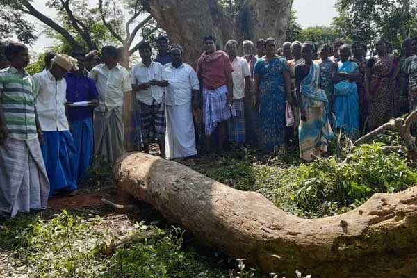 people protest against cutting down a tree