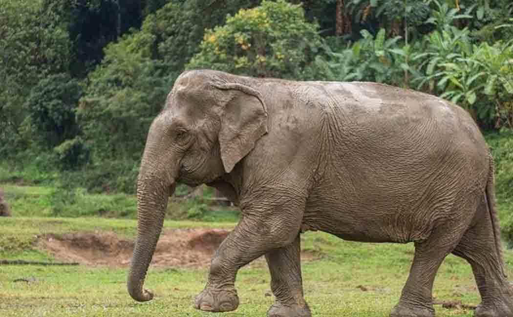 Farmer passes away by elephant