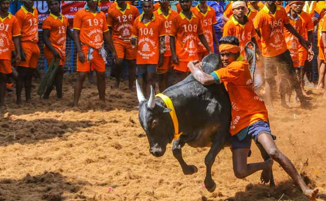 Trichy Periya Suriyur Jallikattu has started!