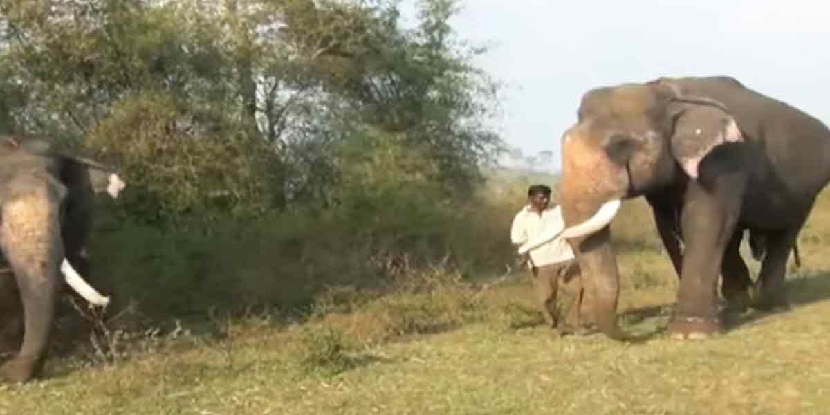 Kumki brother brothers on field!