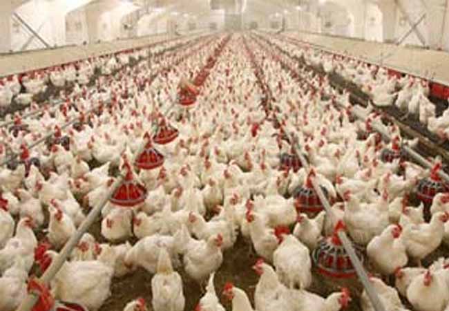 usa chickens imported Livestock and Agricultural Farmers Trade Association