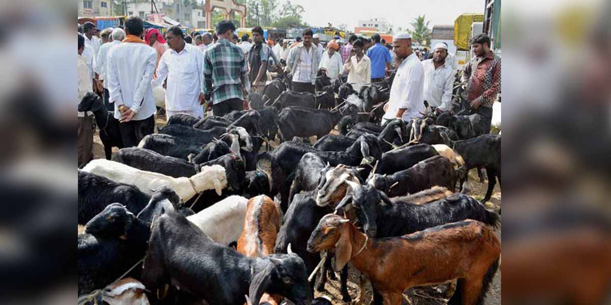 2 crore rupees in 3 hours... Ulundurpet goat market!