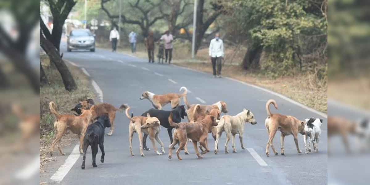 Stray dogs chased and bit the judge