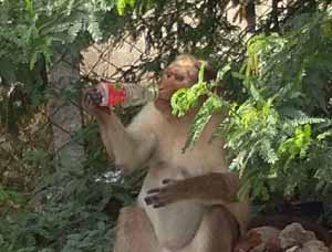 The risk of monkeys by packet food