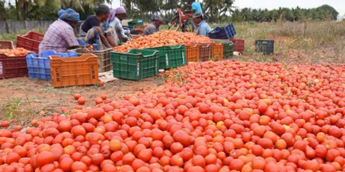 'Kilo tomatoes 10 rupees'-Farmers in pain!