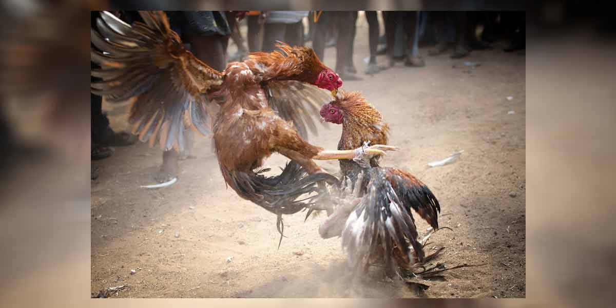 Permission for cockfighting revoked ... Court orders Tamil Nadu government!
