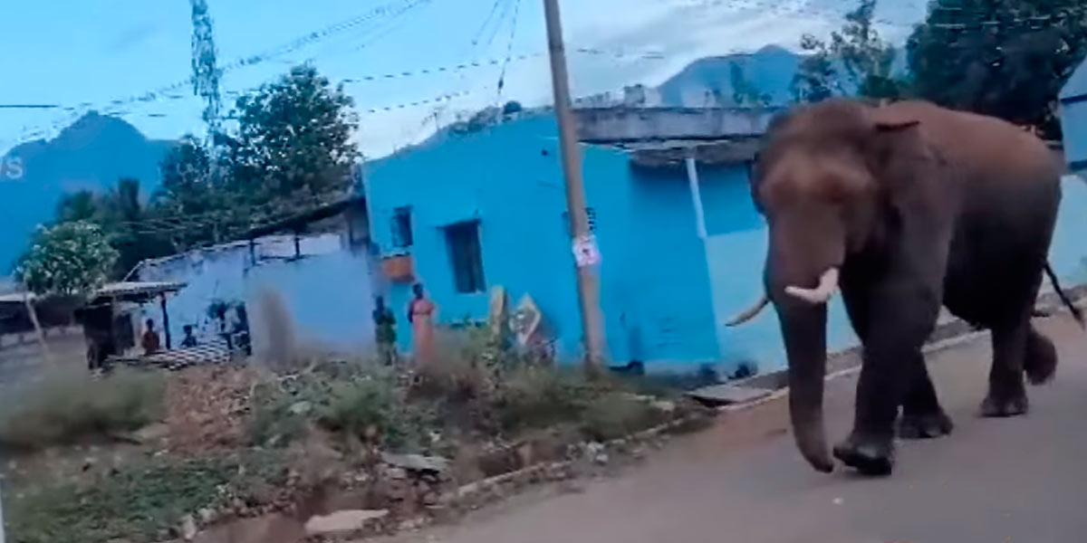 Bahubali walking around with a wound in his mouth; Vijay and Wasim reached Mettupalayam