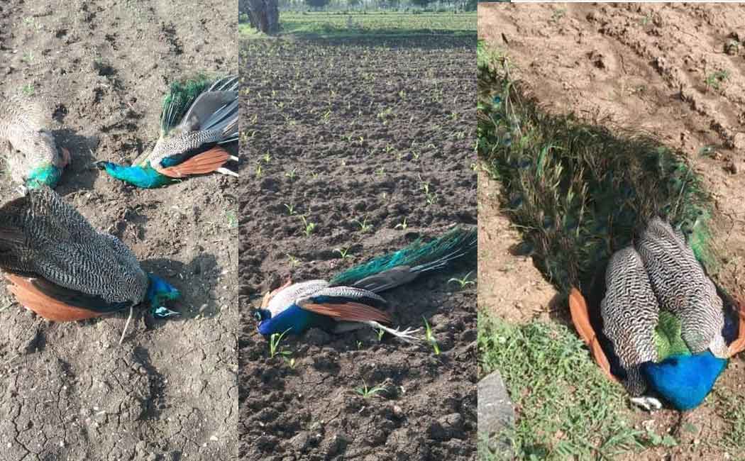 Farmer who sowed with chemicals ... Peacocks dying
