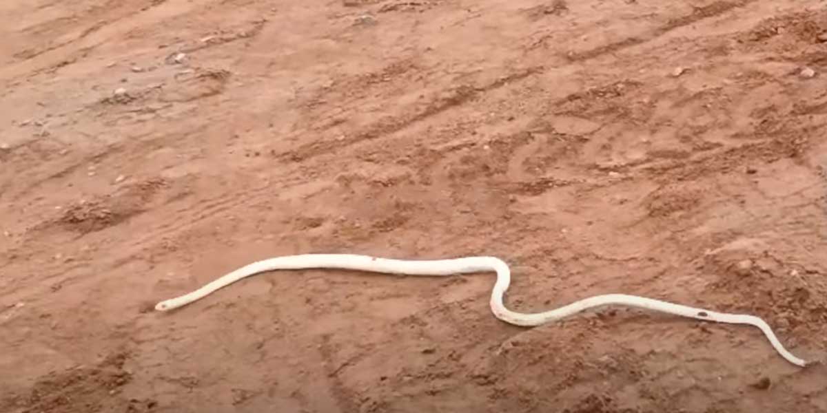 A spotted white snake; The villagers were amazed