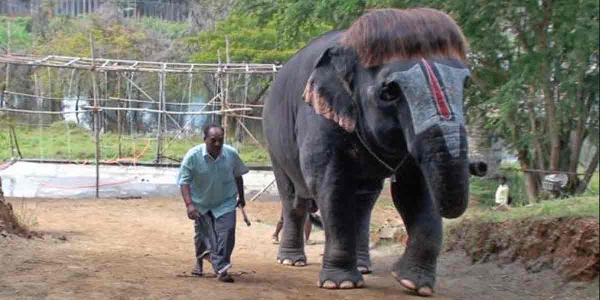 48 days Elephant Welfare Camp ... Government of Tamil Nadu!
