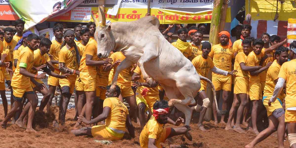 Jallikattu completed in Trichy Suriyur!