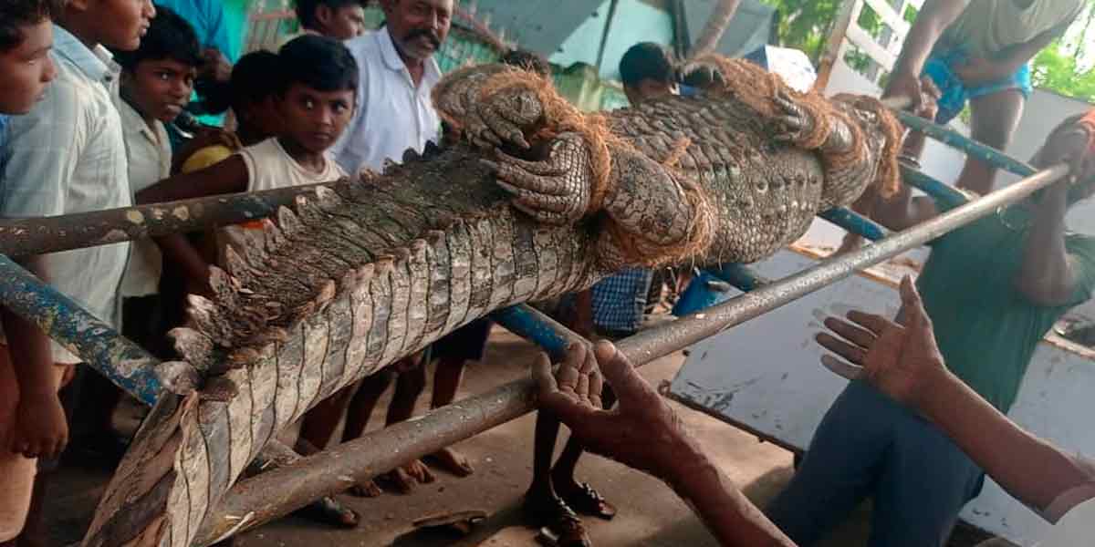 The crocodile entered the school; the people of the town were shocked