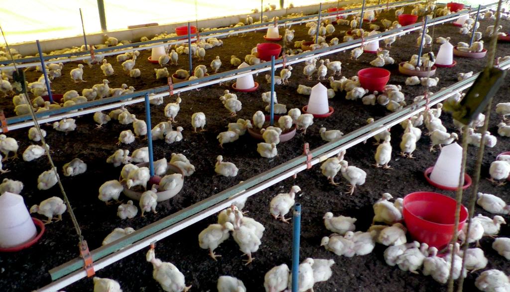 Low wages for workers ... sales at high profits ...! - Poultry prices are going up due to the struggle