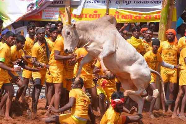 Madurai District Jallikattu Dates Notification